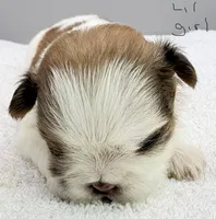 Maisie, a female Shih Tzu for sale in Clinton, NC – 5 of 7