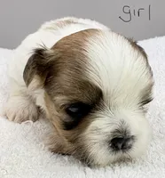 Lola , a female Shih Tzu for sale in Clinton, NC – 4 of 5