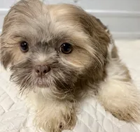 BeeBee , a female Shih Tzu for sale in Clinton, NC – 4 of 4