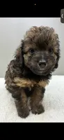 Bandit , a male Poodle - Toy  for sale in Clinton, NC – 5 of 5