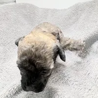 Teddy, a male Poodle - Toy  for sale in Clinton, NC – Photo 6 of 10