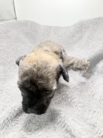 Teddy, a male Poodle - Toy  for sale in Clinton, NC – Photo 1 of 5