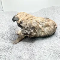 Teddy, a male Poodle - Toy  for sale in Clinton, NC – Photo 10 of 10