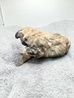 Teddy, a male Poodle - Toy  for sale in Clinton, NC – Photo 5 of 5