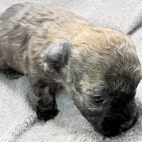 Teddy, a male Poodle - Toy  for sale in Clinton, NC – Photo 7 of 10