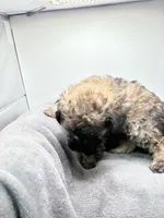 Teddy, a male Poodle - Toy  for sale in Clinton, NC – Photo 2 of 10