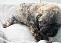 Teddy, a male Poodle - Toy  for sale in Clinton, NC – Photo 5 of 10