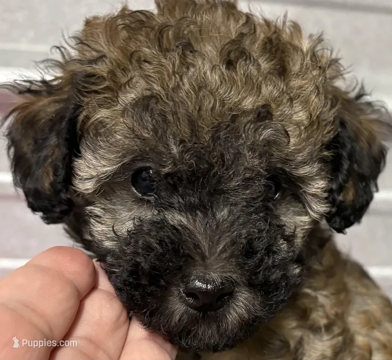Teddy – Poodle - Toy  puppy for sale in Clinton, NC
