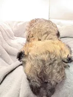 Teddy, a male Poodle - Toy  for sale in Clinton, NC – Photo 3 of 10