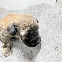 Teddy, a male Poodle - Toy  for sale in Clinton, NC – Photo 9 of 10