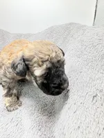 Teddy, a male Poodle - Toy  for sale in Clinton, NC – Photo 4 of 5