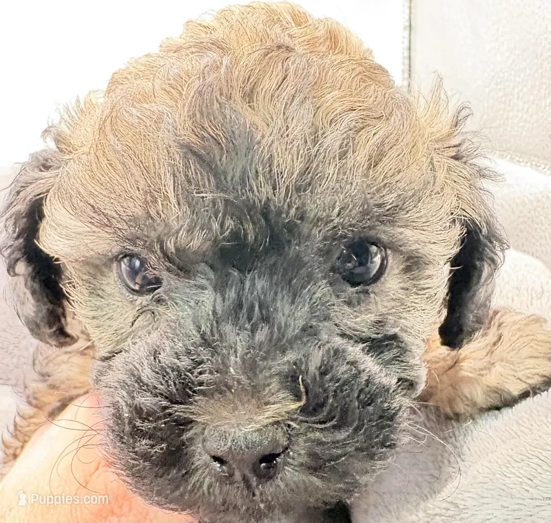 Teddy – Poodle - Toy  puppy for sale in Clinton, NC