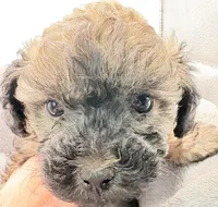 Teddy, a male Poodle - Toy  for sale in Clinton, NC – Photo 1 of 10