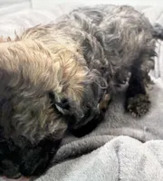 Teddy, a male Poodle - Toy  for sale in Clinton, NC – Photo 4 of 10