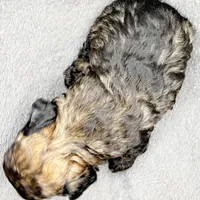 Teddy, a male Poodle - Toy  for sale in Clinton, NC – Photo 8 of 10