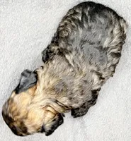 Teddy, a male Poodle - Toy  for sale in Clinton, NC – Photo 3 of 5