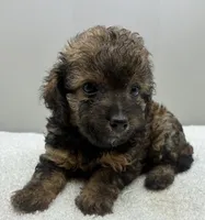 Bandit , a male Poodle - Toy  for sale in Clinton, NC – 2 of 5