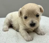 Yesi , a female Maltipoo for sale in Clinton, NC – 2 of 3