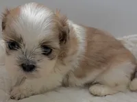 Wizer , a male Shih Tzu for sale in Clinton, NC – 4 of 5