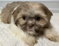 BeeBee , a female Shih Tzu for sale in Clinton, NC – 2 of 4