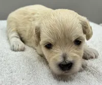 Yesi , a female Maltipoo for sale in Clinton, NC – 3 of 3