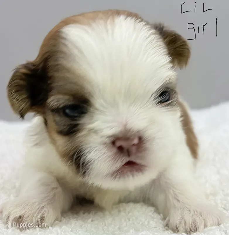 Maisie – Shih Tzu puppy for sale in Clinton, NC