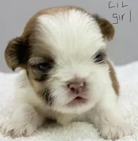 Maisie, a female Shih Tzu for sale in Clinton, NC – 1 of 7