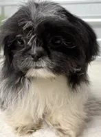 Pebbles , a female Shih Tzu for sale in Clinton, NC – 2 of 8
