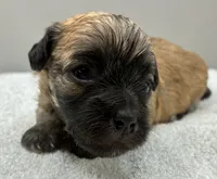 Champion, a male Maltipoo for sale in Clinton, NC – 5 of 5