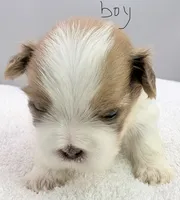 Benji, a male Shih Tzu for sale in Clinton, NC – 4 of 6