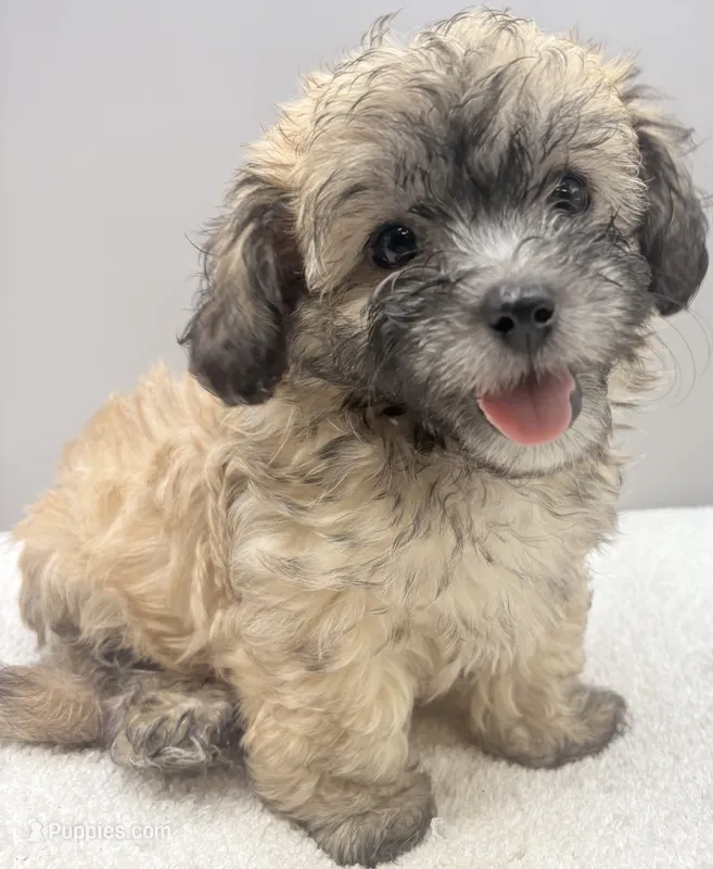 Champion – Maltipoo puppy for sale in Clinton, NC