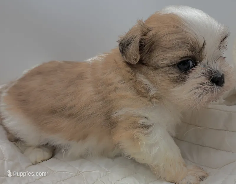 Wizer  – Shih Tzu puppy for sale in Clinton, NC