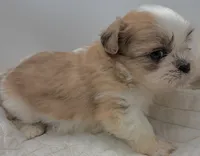 Wizer , a male Shih Tzu for sale in Clinton, NC – 1 of 5