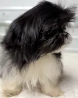 Pebbles , a female Shih Tzu for sale in Clinton, NC – 5 of 8