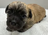 Champion, a male Maltipoo for sale in Clinton, NC – 4 of 5