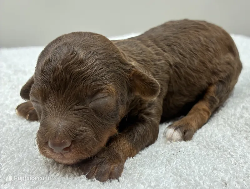 Maverick  – Poodle - Toy  puppy for sale in Clinton, NC