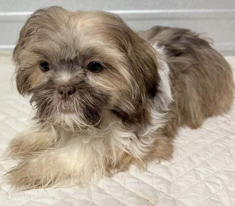 BeeBee  – Shih Tzu puppy for sale in Clinton, NC