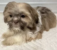 BeeBee , a female Shih Tzu for sale in Clinton, NC – 1 of 4