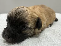 Champion, a male Maltipoo for sale in Clinton, NC – 3 of 5