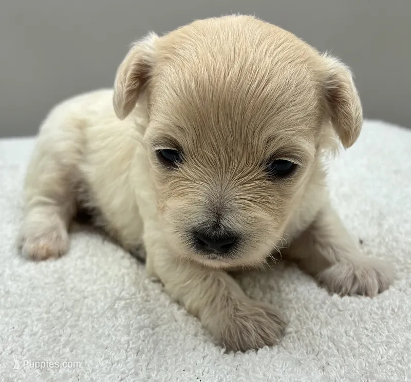 Yesi  – Maltipoo puppy for sale in Clinton, NC