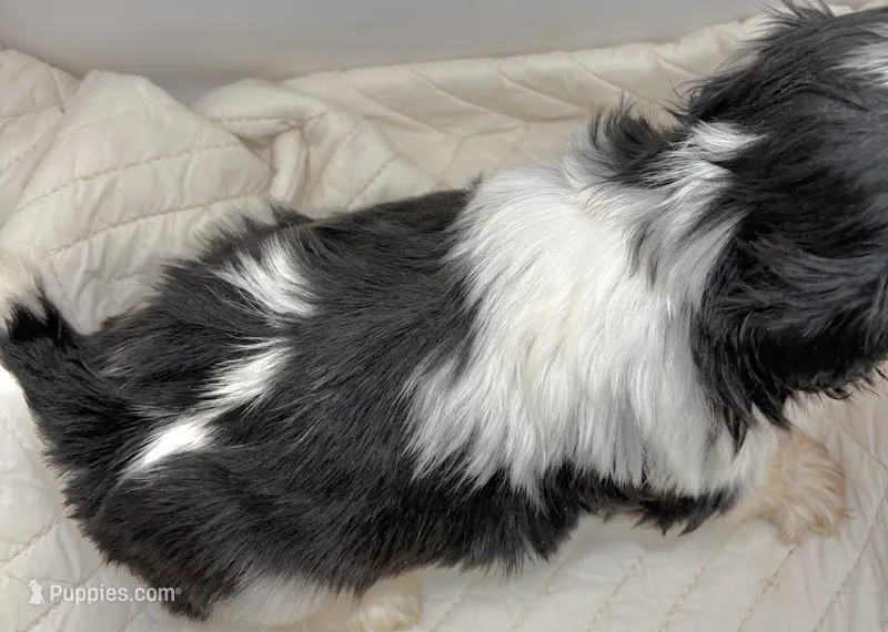 Oreo  – Shih Tzu puppy for sale in Clinton, NC
