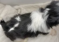 Oreo , a male Shih Tzu for sale in Clinton, NC – 1 of 6