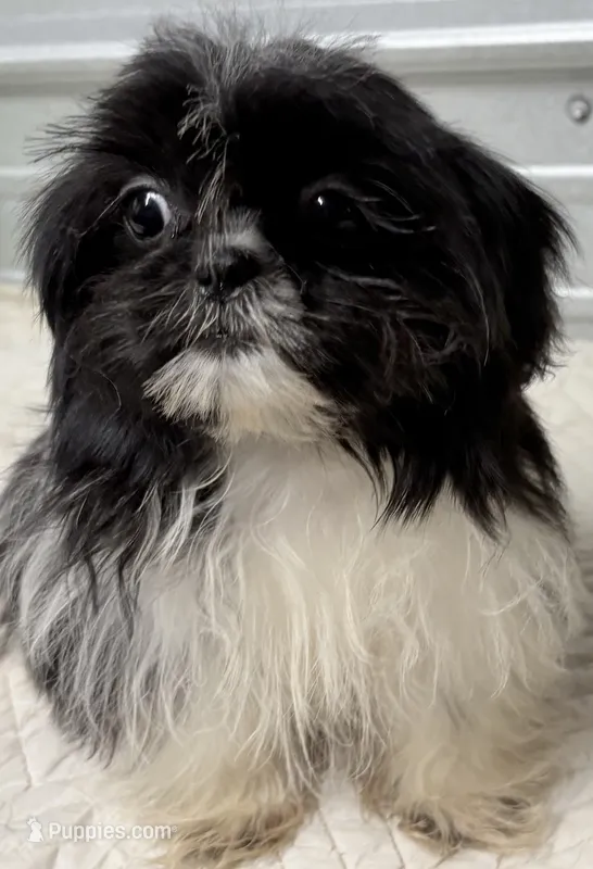 Pebbles  – Shih Tzu puppy for sale in Clinton, NC