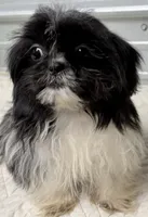 Pebbles , a female Shih Tzu for sale in Clinton, NC – 1 of 8
