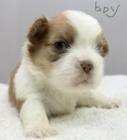 Benji, a male Shih Tzu for sale in Clinton, NC – 3 of 6