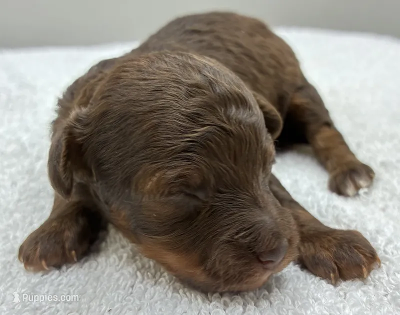 Xavier – Poodle - Toy  puppy for sale in Clinton, NC