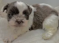 Chewy , a male Shih Tzu for sale in Clinton, NC – 4 of 5