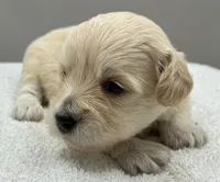 Shiloh , a male Maltipoo for sale in Clinton, NC – 2 of 3