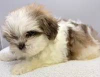 Benji, a male Shih Tzu for sale in Clinton, NC – 3 of 5