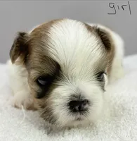 Lola , a female Shih Tzu for sale in Clinton, NC – 5 of 5